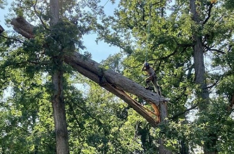 Storm Damage Tree Removal 3 8bfdd emergencytreeremoval 2