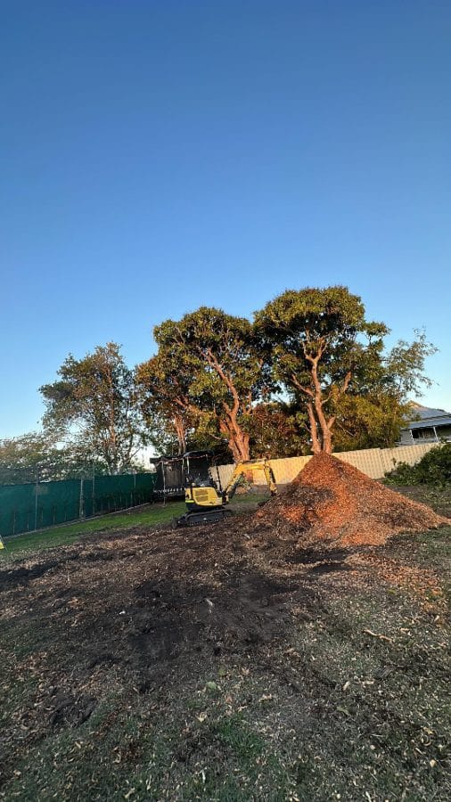 Reliable Tree Stump Grinding Service Hervey Bay & Maryborough QLD