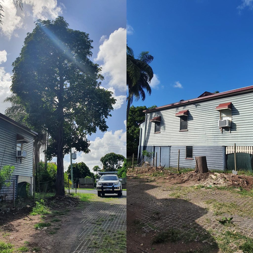 How Much Is It to Remove a Tree in Hervey Bay
