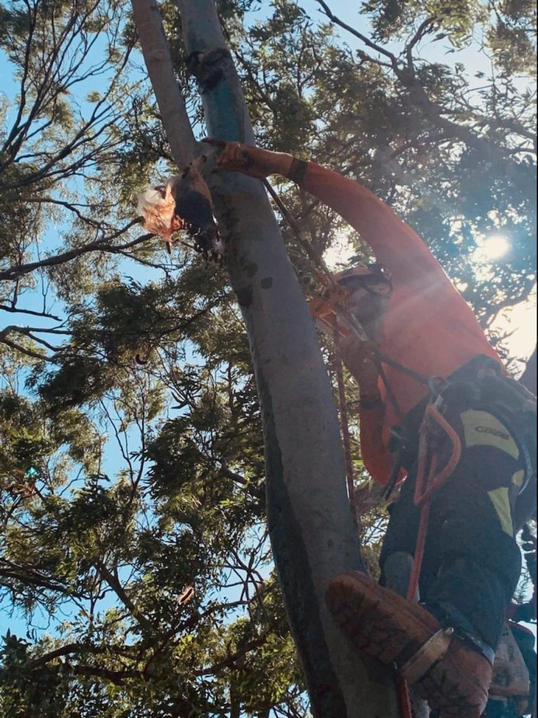 Do I need a permit to remove a tree