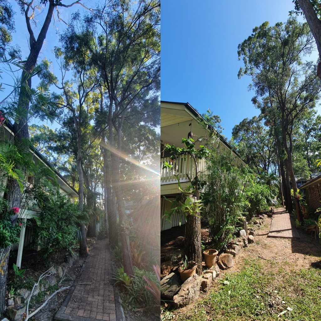 Tree Removal 1 Affordable Tree Specialists Tree Cutting Services 22
