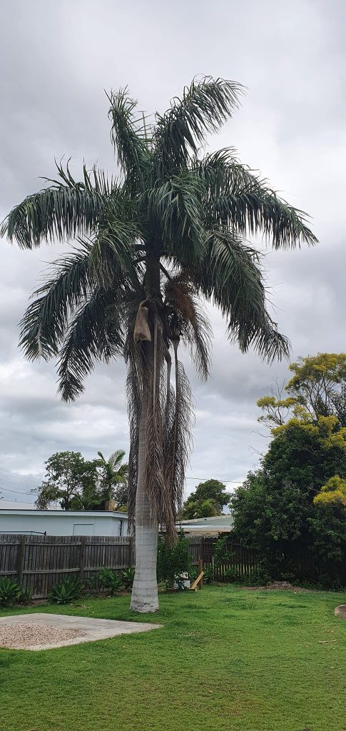 palm tree cutting service