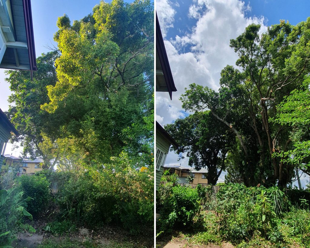 Tree trimming services