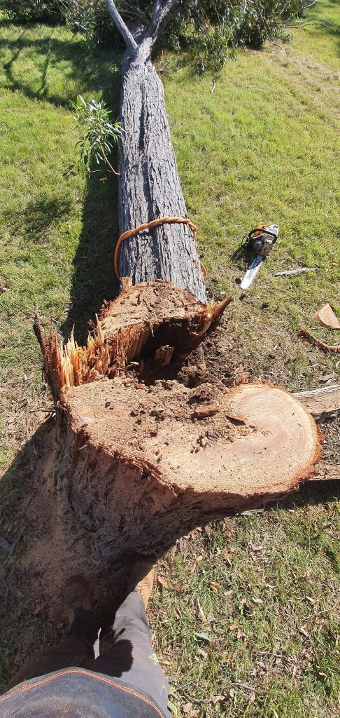 Aldershot 3 Stump Removal Service