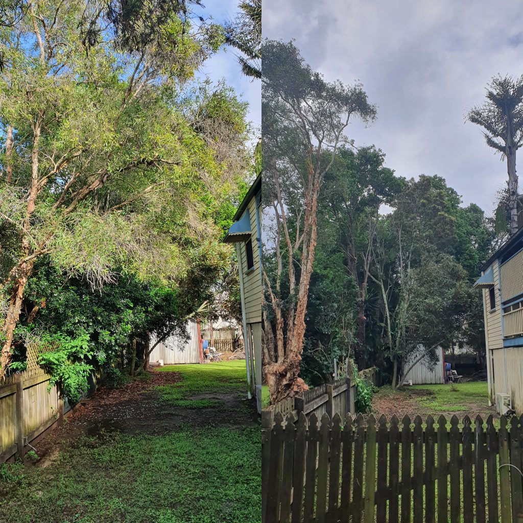 Granville 4 Affordable Tree Specialists Tree Cutting Services 4