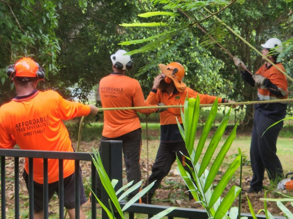 tree removal services Hervey Bay