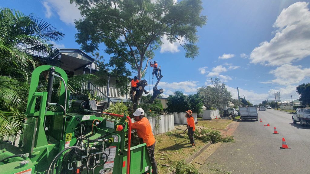 Arborist Tinana