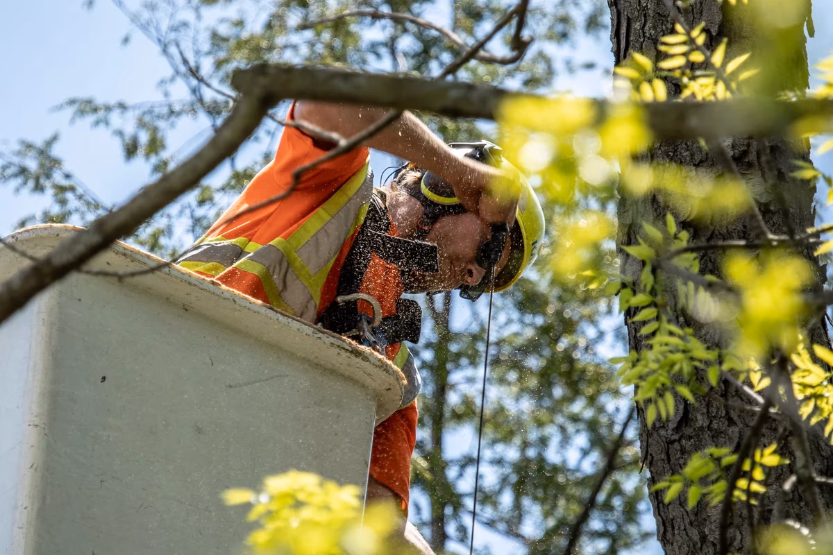 Tree Lopping Services