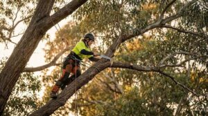tree crown reduction