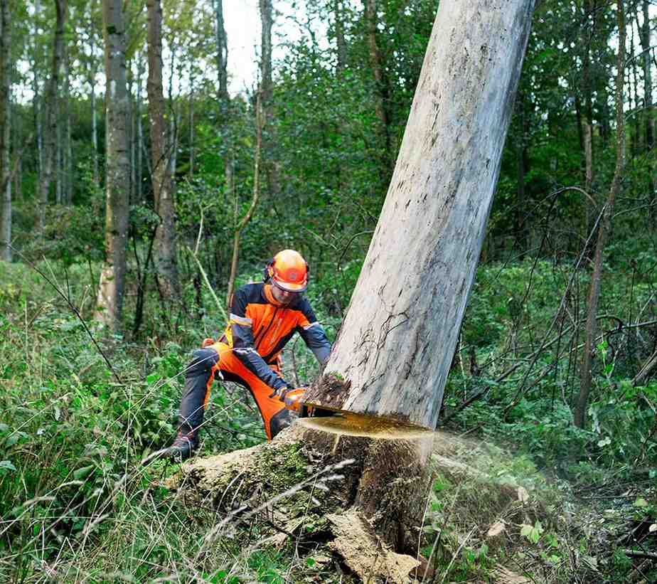 Qualified arborist felling a dead tree