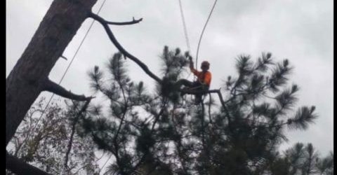 Tree Lopping 6 Affordable Tree Specialists - Tree Cutting Services (46)