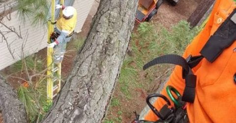 Tree Lopping 5 Affordable Tree Specialists - Tree Cutting Services (47)