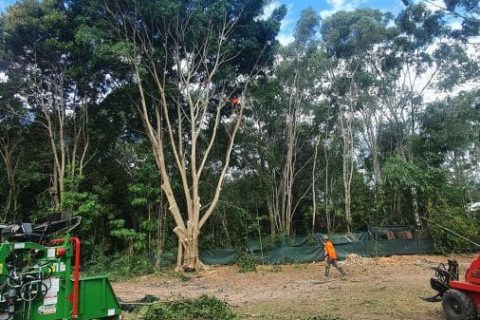 how to mulch a tree