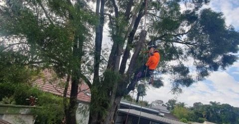 Tree Lopping 4 Affordable Tree Specialists - Tree Cutting Services (70)