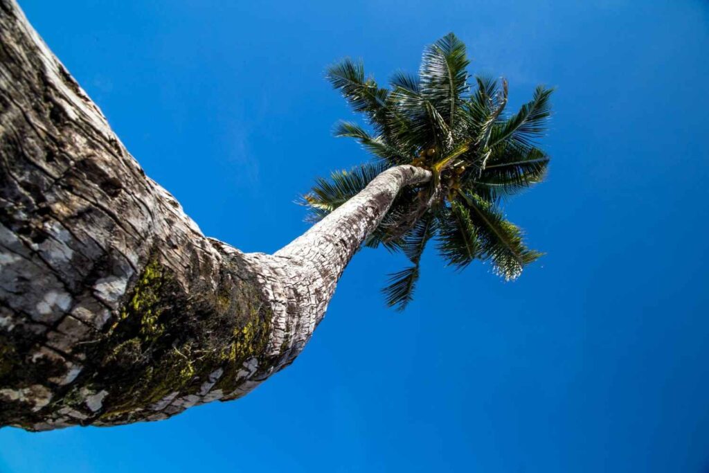 long tree removal