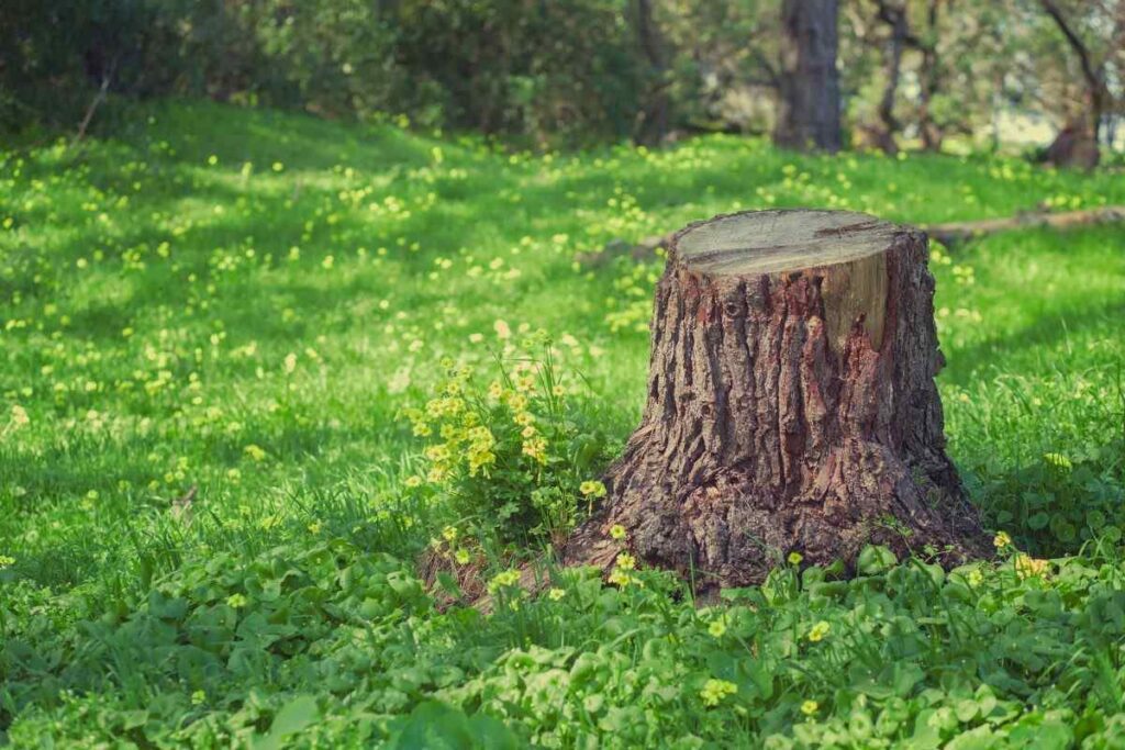 how to remove a palm tree stump