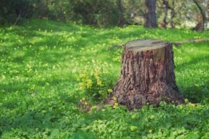 how to remove a palm tree stump