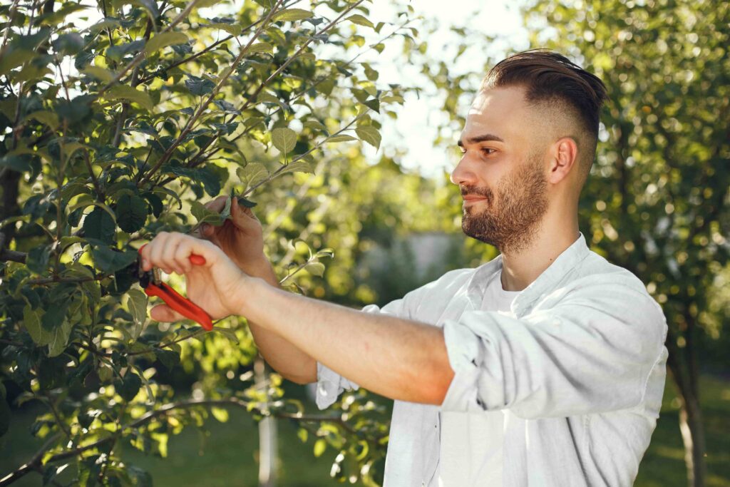 how do you trim a peach tree