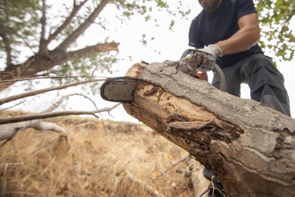 Arborist cutting a felled tree trunk during a residential tree removal