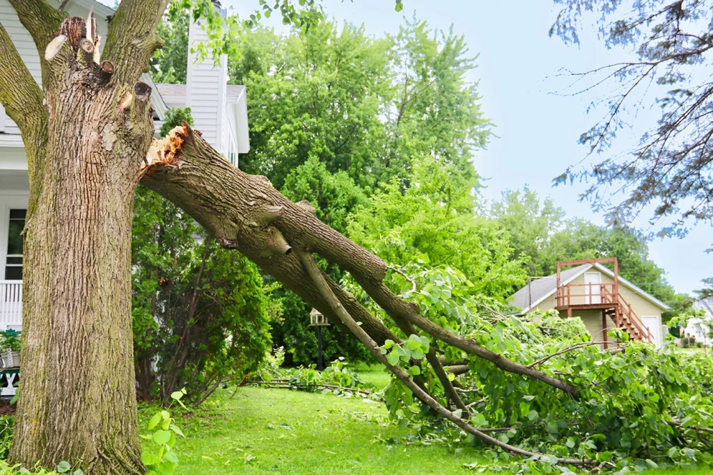 Storm Damage Tree Removal